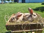 Duitse reus konijnen, Meerdere dieren, Groot