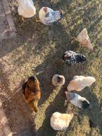 Mooie toom Wayandotte kippen, Meerdere dieren, Kip