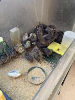 Versch soorten kwartels, Meerdere dieren, Tropenvogel, Geringd