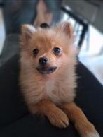 Ons laatste reutje pomeriaan/ dwergkees is beschikbaar, Dieren en Toebehoren, Honden | Poolhonden, Keeshonden en Oertypen, Nederland