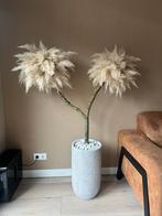 Pampas boom, Ophalen, Zevenhuizen, Lvkvazen, Nieuw