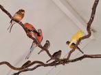 3 jonge boerks parkieten ., Meerdere dieren, Tropenvogel