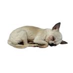 Prachtige opgezette Chihuahua te koop!, Verzamelen, Dierenverzamelingen, Ophalen of Verzenden, Nieuw, Hond of Kat, Opgezet dier