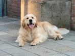 Golden Retriever Dekreu, Dieren en Toebehoren, Honden | Dekreuen, Rabiës (hondsdolheid), 1 tot 2 jaar, Reu, Nederland