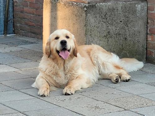 Golden Retriever Dekreu, Dieren en Toebehoren, Honden | Dekreuen, Reu, Fokker | Hobbymatig, Eén hond, Nederland, 1 tot 2 jaar