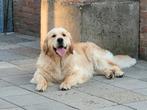 Golden Retriever Dekreu, Rabiës (hondsdolheid), Reu, 1 tot 2 jaar, Eén hond