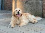 Golden Retriever Dekreu, Dieren en Toebehoren, Rabiës (hondsdolheid), 1 tot 2 jaar, Reu, Nederland