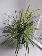 Planten, Ophalen, Halfschaduw, Minder dan 100 cm