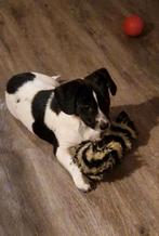 Leuke mix pup, Dieren en Toebehoren, Reu, 8 tot 15 weken, Meerdere, Klein