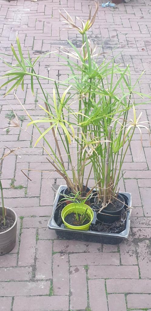 Parapluplanten, Tuin en Terras, Planten | Tuinplanten, Overige soorten, Volle zon, Ophalen of Verzenden