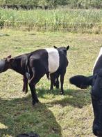 Zwarte lakenvelder stier kalf, Dieren en Toebehoren, Runderen, Mannelijk, 0 tot 2 jaar