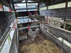 Hanen - Amrock, Dieren en Toebehoren, Pluimvee, Mannelijk, Kip