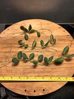 Hoya Burtoniae green. Gps 10115, Huis en Inrichting, Kamerplanten, Ophalen of Verzenden, Halfschaduw, Minder dan 100 cm