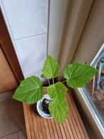 Prinsessenboom (Anna Paulowna) - Jonge boom, Overige soorten, Volle zon, Vaste plant, Ophalen of Verzenden