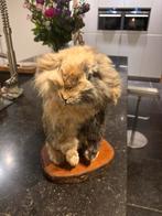 Opgezet konijn, Verzamelen, Dierenverzamelingen, Ophalen, Zo goed als nieuw, Wild dier, Opgezet dier