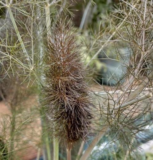 Zaden Bronze venkel - Foeniculum Vulgare ‘Giant Bronze, Tuin en Terras, Bloembollen en Zaden, Zaad, Voorjaar, Volle zon, Verzenden