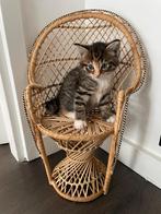 Prachtige kitten – Maine Coon x Europees Korthaar, Dieren en Toebehoren, Katten en Kittens | Overige Katten, Poes, Langharig, 0 tot 2 jaar