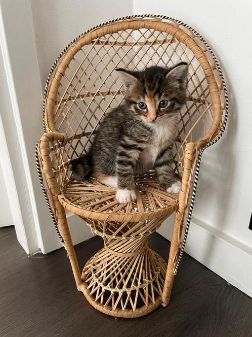 Prachtige kitten – Maine Coon x Europees Korthaar, Dieren en Toebehoren, Katten en Kittens | Overige Katten, Langharig, Poes, 0 tot 2 jaar
