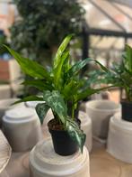 Aglaonema – 30 cm, Ophalen, Overige soorten, Volle zon