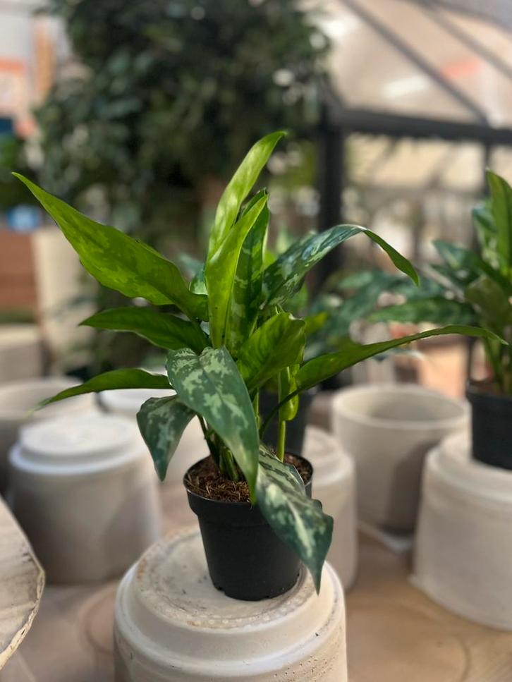 Aglaonema – 30 cm, Tuin en Terras, Planten | Tuinplanten, Overige soorten, Volle zon, Ophalen