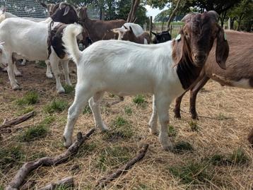 Jonge stamboek boerbok beschikbaar voor biedingen