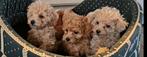 Toy poedel puppies, Dieren en Toebehoren, CDV (hondenziekte), Particulier, Meerdere, 8 tot 15 weken