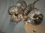 Half Bengaalse kittens, Dieren en Toebehoren, September, Meerdere dieren