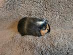 Cavia beertje, Dieren en Toebehoren, Knaagdieren, Cavia, Mannelijk, Tam, Oktober