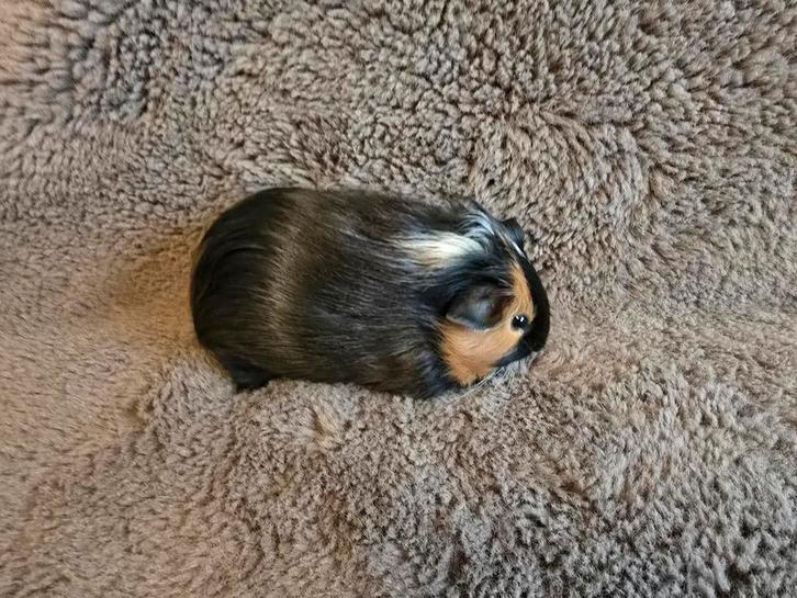Cavia beertje, Dieren en Toebehoren, Knaagdieren, Mannelijk, Cavia, Oktober, Tam