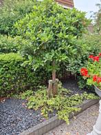 Mooi boompje viburnum tinus, Volle zon, 100 tot 250 cm, Zomer, Overige soorten