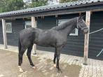 4 jr ruin Total Mac Laren, Dieren en Toebehoren, Paarden, Ruin, Zadelmak, Dressuurpaard, 3 tot 6 jaar