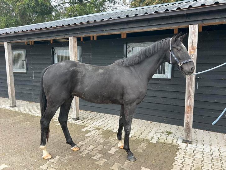 4 jr ruin Total Mac Laren, Dieren en Toebehoren, Paarden, Ruin, Zadelmak, 3 tot 6 jaar, Dressuurpaard