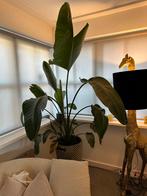 Paradijsvogelplant, Strelitzia nicolai 1,6m, Ophalen, Overige soorten, Halfschaduw, In pot