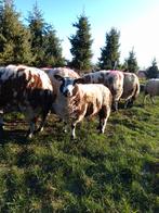 6 bonte ooi lammeren, Dieren en Toebehoren, Vrouwelijk, Schaap, 0 tot 2 jaar