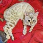 Sneeuwbengaal poesje gechipt gevaccineerd 9 maanden, Dieren en Toebehoren, Katten en Kittens | Raskatten | Korthaar, Poes, Gechipt