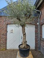 AANBIEDING GROTE KORTING OP DEZE OLIJFBOMEN, In pot, Halfschaduw, Ophalen of Verzenden, 100 tot 250 cm