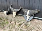 Kaapse buffel,buffel,schedels,Afrika,gewei,bosbuffel,hoorns, Ophalen of Verzenden, Gebruikt, Wild dier, Schedel