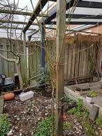 Vijgen boom geeft 2 keer per jaar vijgen, Ophalen, Minder dan 100 cm, Vijgenboom