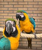Ara Blauwe gele Ara Papegaai Koppel, Dieren en Toebehoren, Vogels | Parkieten en Papegaaien, Papegaai, Meerdere dieren, Pratend
