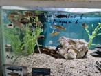 Melanochromis Auratus Malawi Cichliden, Dieren en Toebehoren, Vissen | Aquariumvissen, Vis, Zoetwatervis