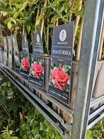 Vaste planten, fruitboompjes. € 1,_, Ophalen of Verzenden, Zomer