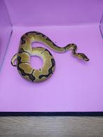 koningspython, Dieren en Toebehoren, Slang, 0 tot 2 jaar