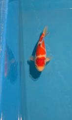 Japanse Koi - Kohaku - 1 jaar oud - vijvervissen, Dieren en Toebehoren, Karper of Koi