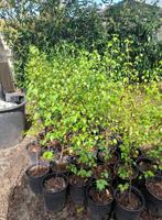 ruwe berk betula pendula pot gekweekt, Tuin en Terras, Planten | Bomen, Overige soorten, Ophalen