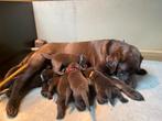 Bruine labrador pups te koop, Dieren en Toebehoren, 8 tot 15 weken, Labrador retriever, CDV (hondenziekte), Meerdere