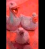 3 beeldjes, Ophalen, Gebruikt