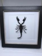 schorpioen Hetrometrus, Verzamelen, Dierenverzamelingen, Ophalen, Nieuw, Overige soorten, Opgezet dier
