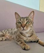 Lieve kat zoekt huis., Kater