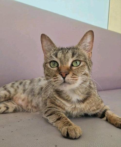 Lieve kat zoekt huis., Dieren en Toebehoren, Katten en Kittens | Overige Katten, Kater