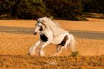 Geweldig lieve Irish Cob ruin, Dieren en Toebehoren, Pony's, Gechipt, Ruin, 3 tot 6 jaar, C pony (1.27m tot 1.37m)